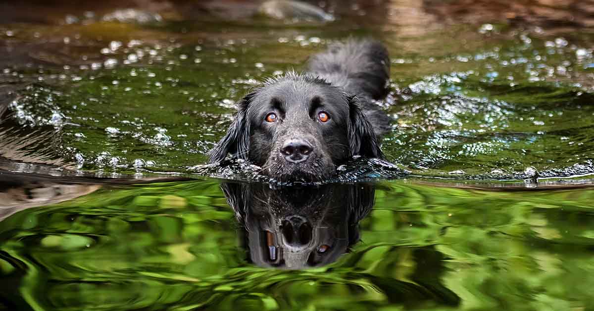 pantanos con perro en Madrid
