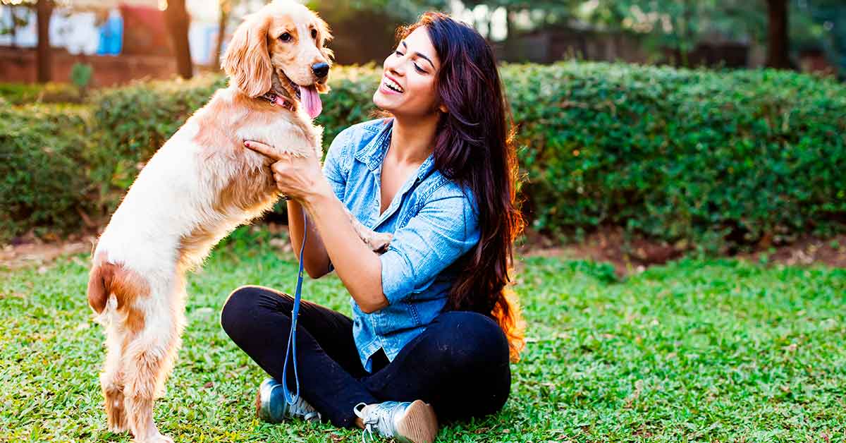 Consejos de enseñar a un perro adulto