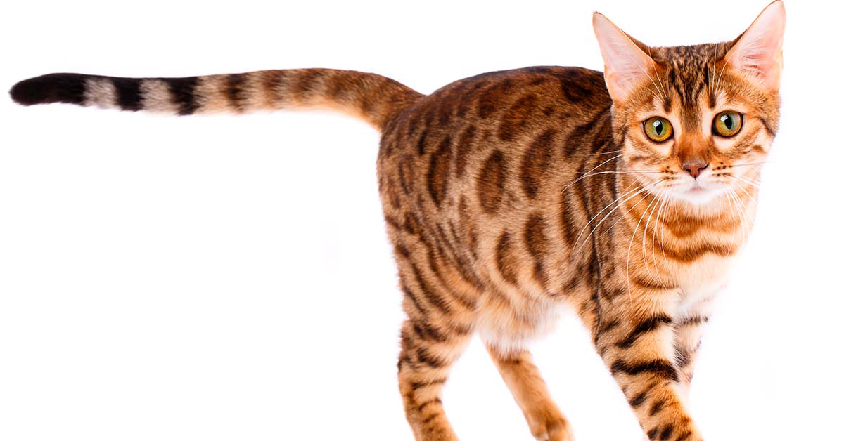 día internacional del gato