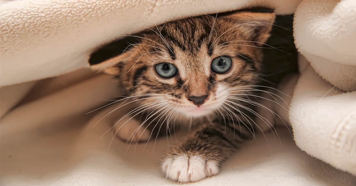 cosas que no les gustan a los gatos