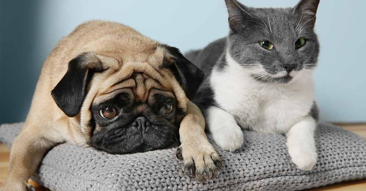 peligros para tu mascota