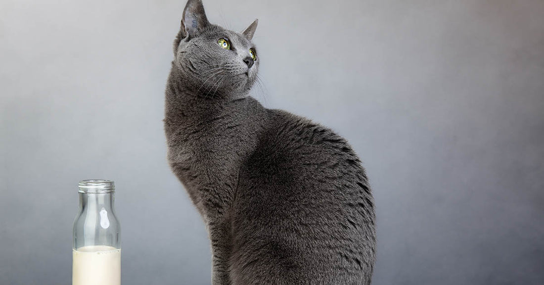 leche para gato
