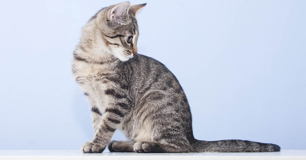 gato Mau Egipcio