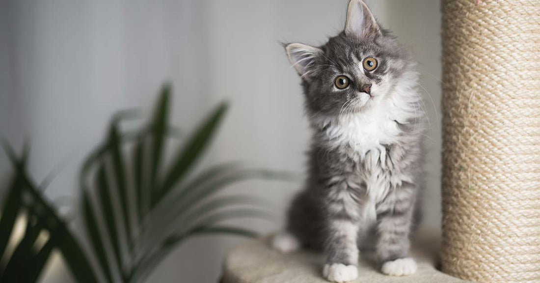 muebles para gato