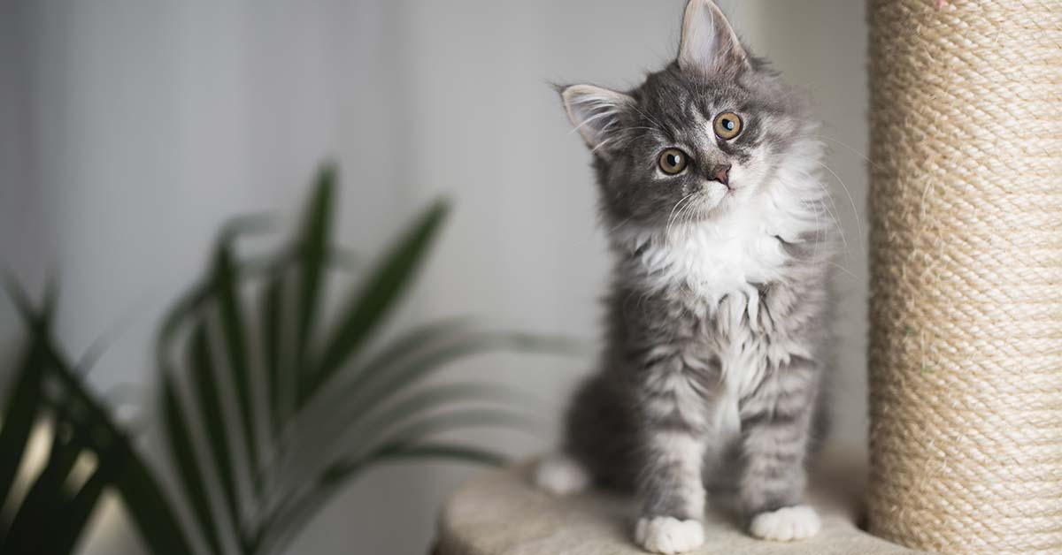 muebles para gato
