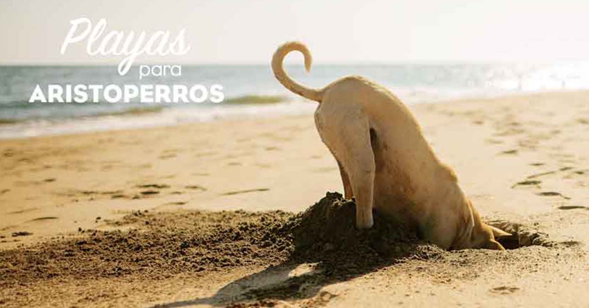 Playa para perros 2019: MURCIA