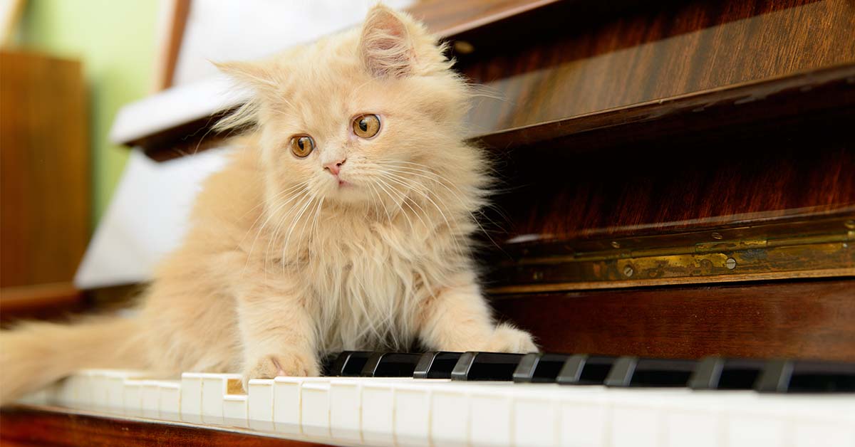 música para gatos