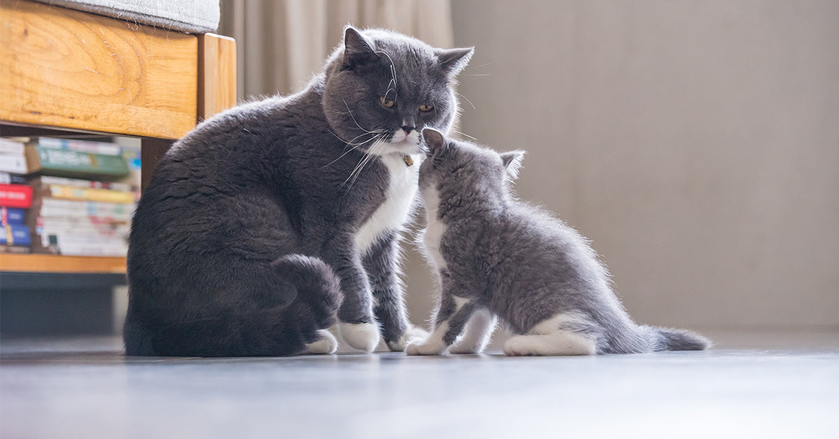 nuevo gato en casa