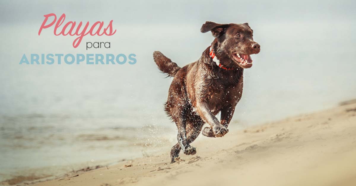 Playas para perros 2019: CASTELLÓN