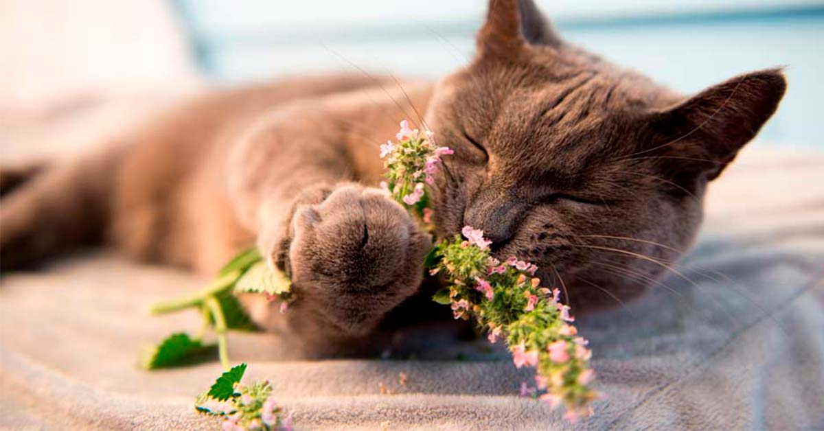 olores que les encantan a los gatos