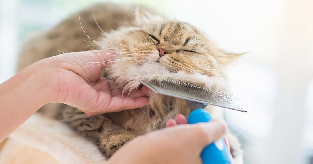 consejos para cuidar el pelo de tu mascota