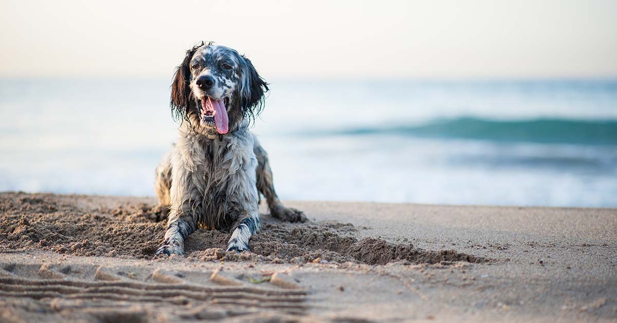 perros en el agua