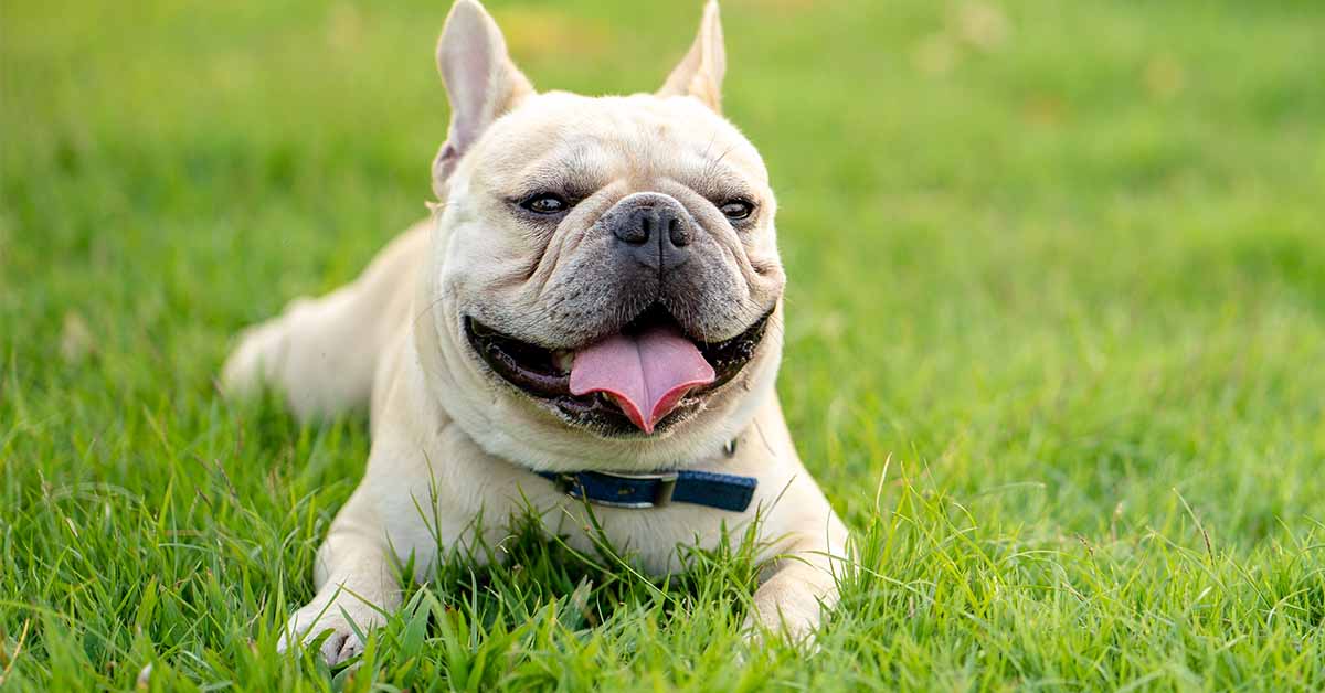 el calor en las mascotas