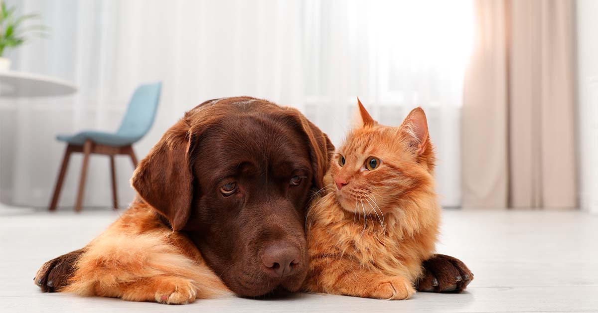 tener una mascota