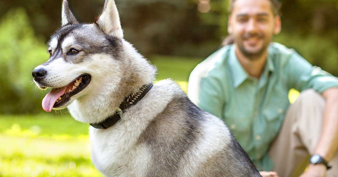 arnés o collar para perros grandes