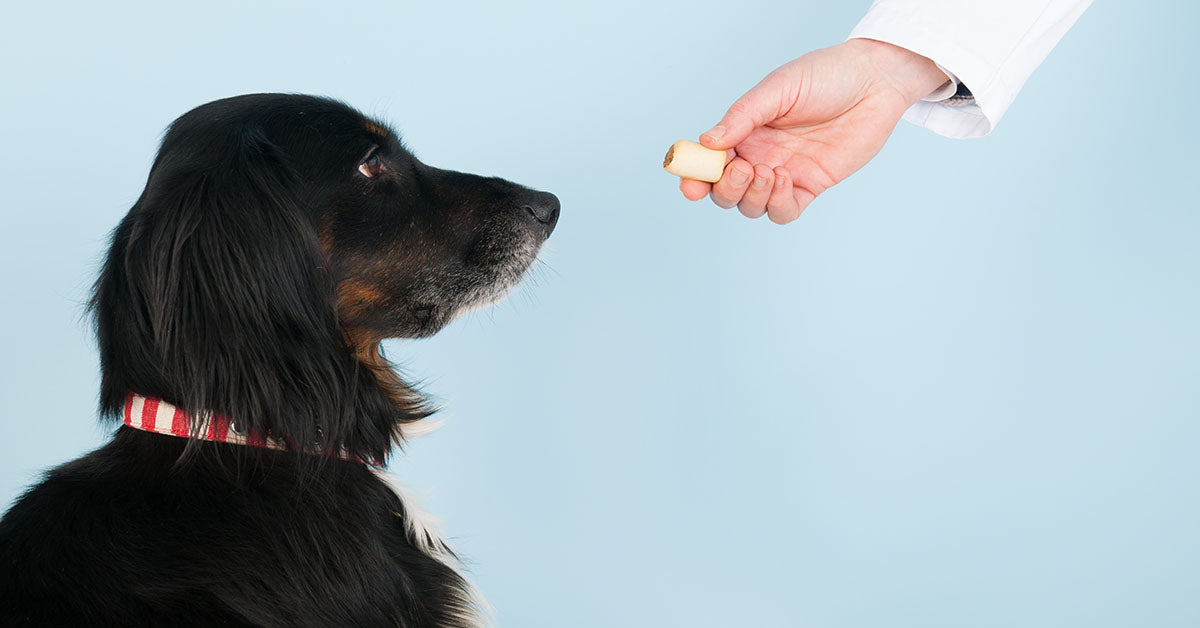 snacks para tu perro