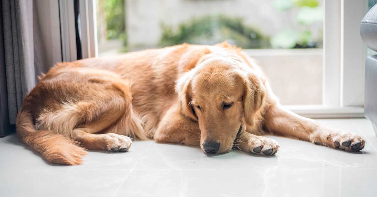 tu estrés puede afectar a tu perro