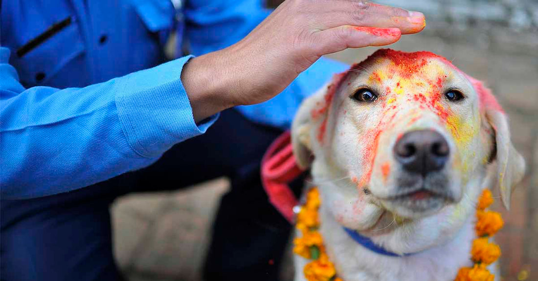 10 rutas de senderismo para hacer con tu perro