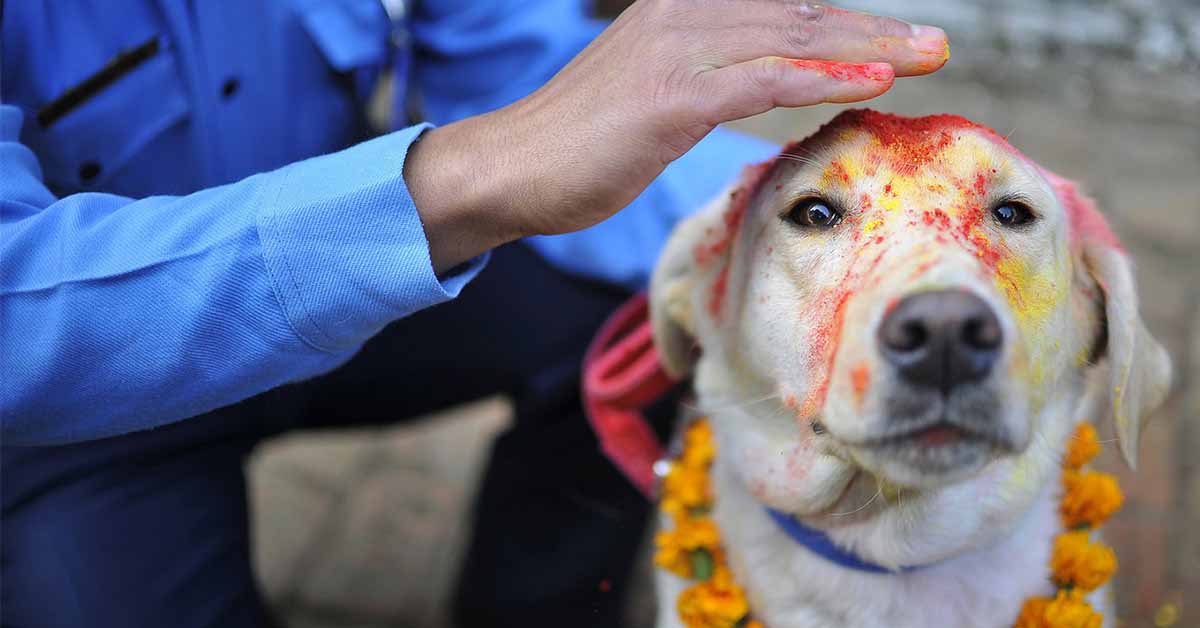 10 rutas de senderismo para hacer con tu perro