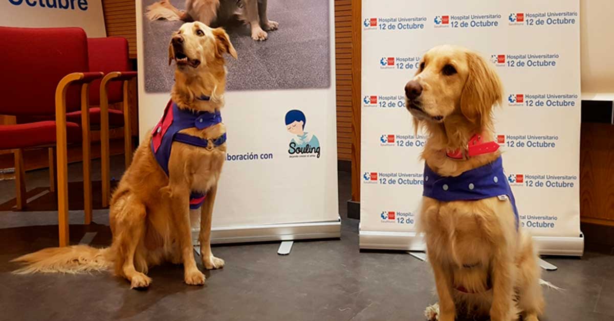 terapias con perros