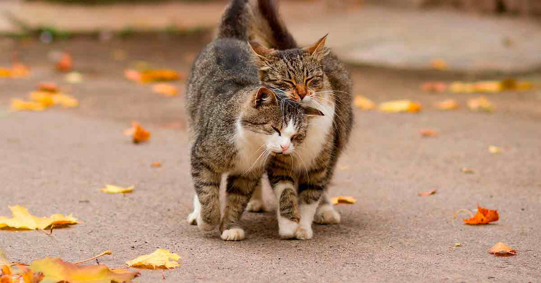 Cat Cafés de España