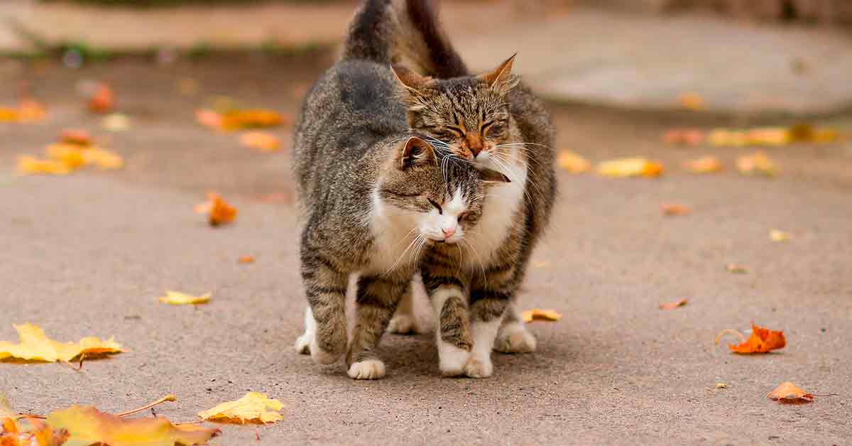 Cat Cafés de España