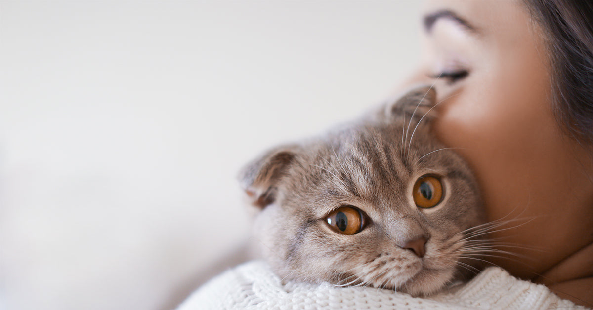 10 CURIOSIDADES SOBRE LOS GATOS QUE QUIZÁS NO SABÍAS