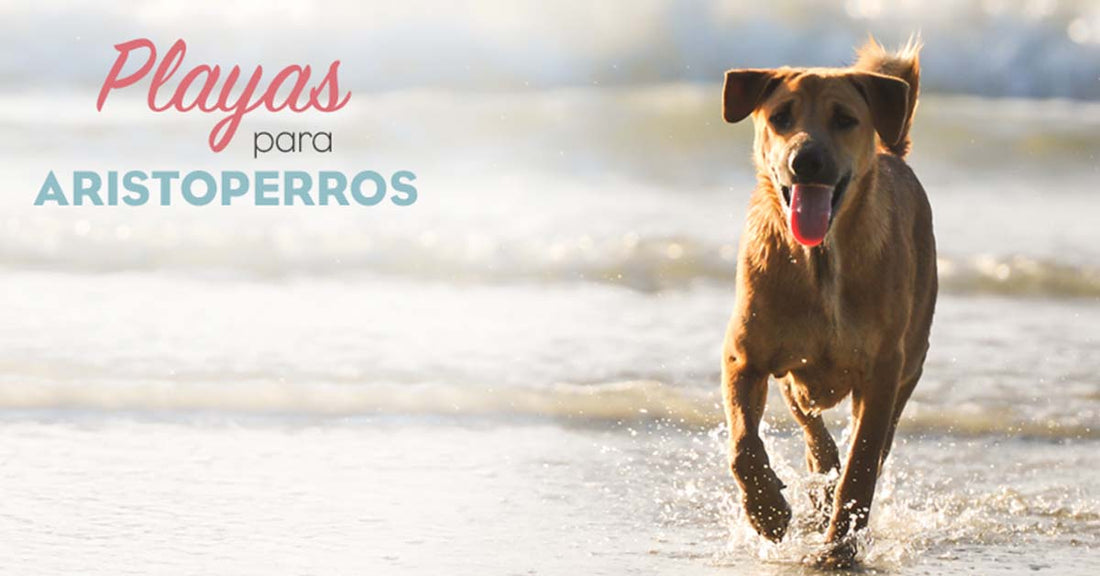 Playas para perros 2019: GALICIA