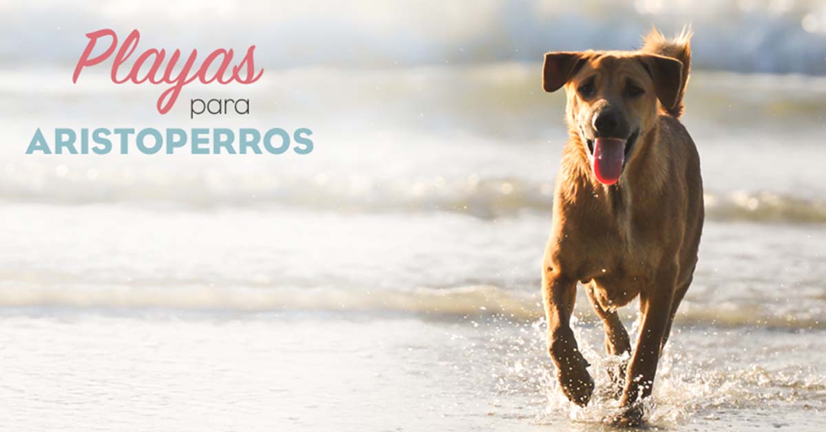 Playas para perros 2019: GALICIA