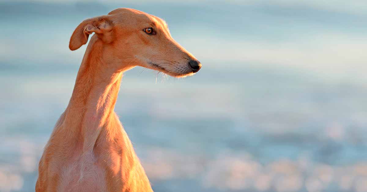 Dia mundial del galgo
