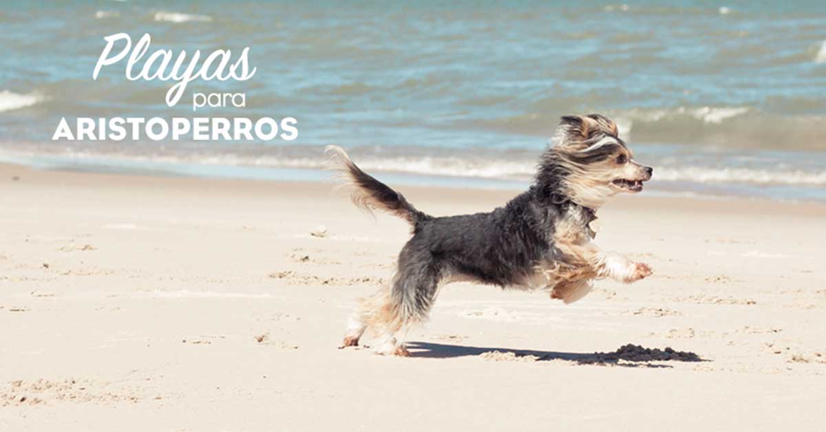 Playas para perros 2019: Málaga