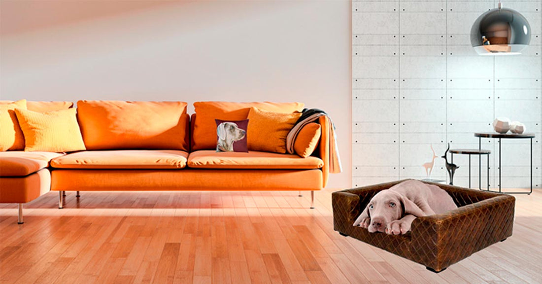 ideas de decoración para mascotas