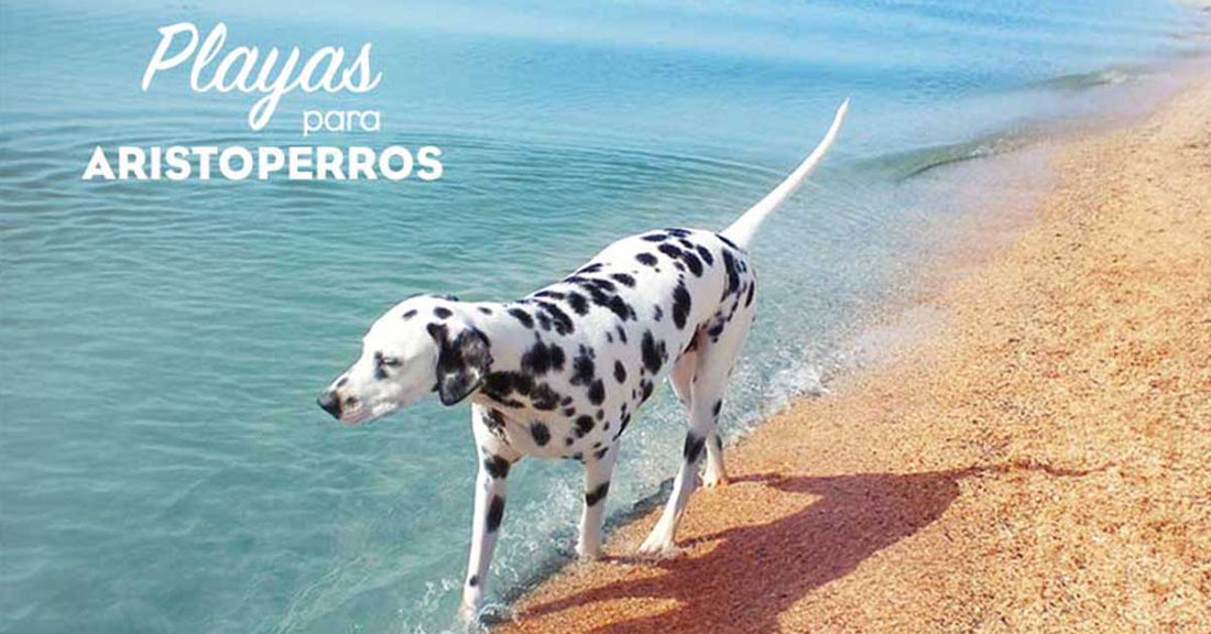 Playas para perros 2019: MENORCA