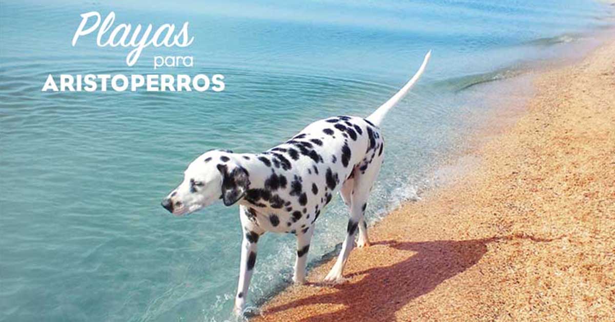 Playas para perros 2019: MENORCA