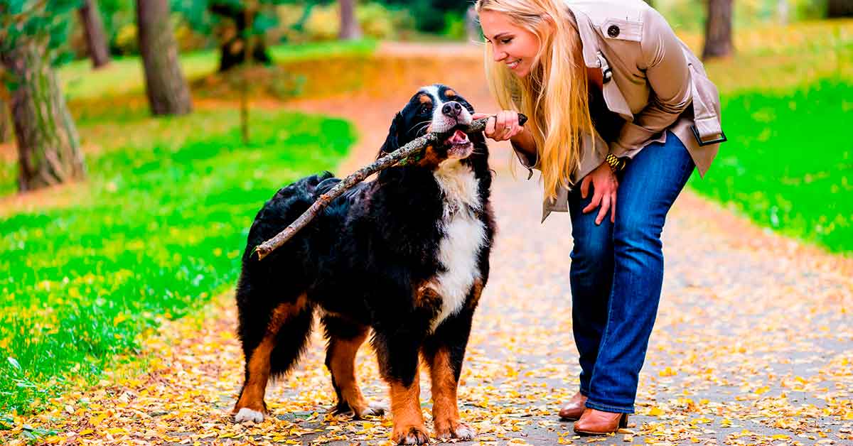 propósitos de año nuevo para hacer con tu mascota