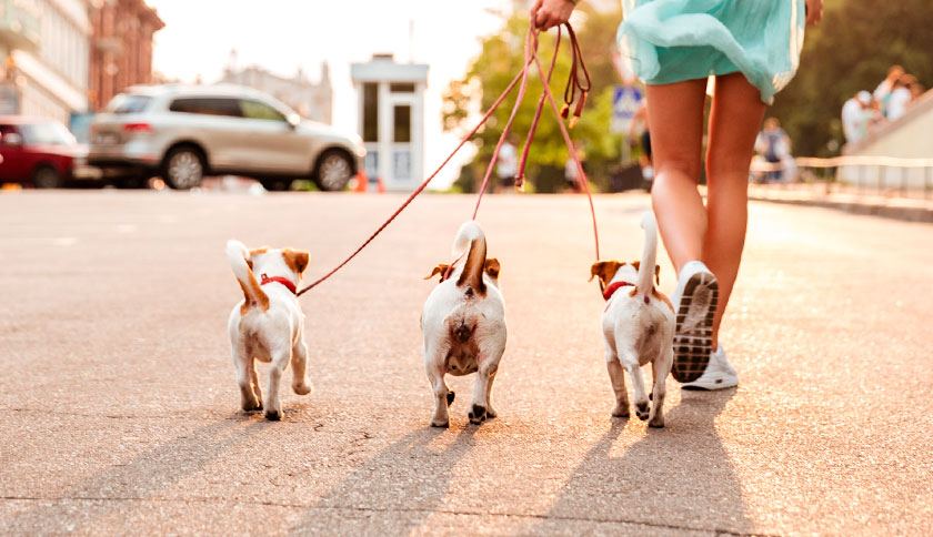 Tipos de correas para perros