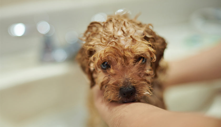 ¿Cuándo se puede bañar a un cachorro?