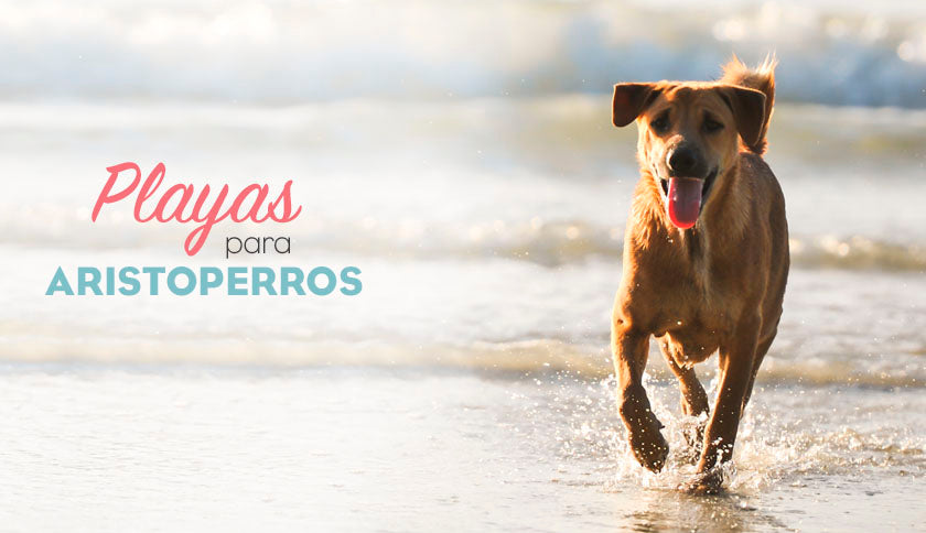 Playas para perros 2019: Cádiz
