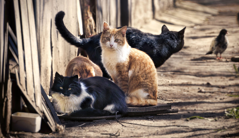 Las camadas indeseadas, 1ª causa de abandono animal