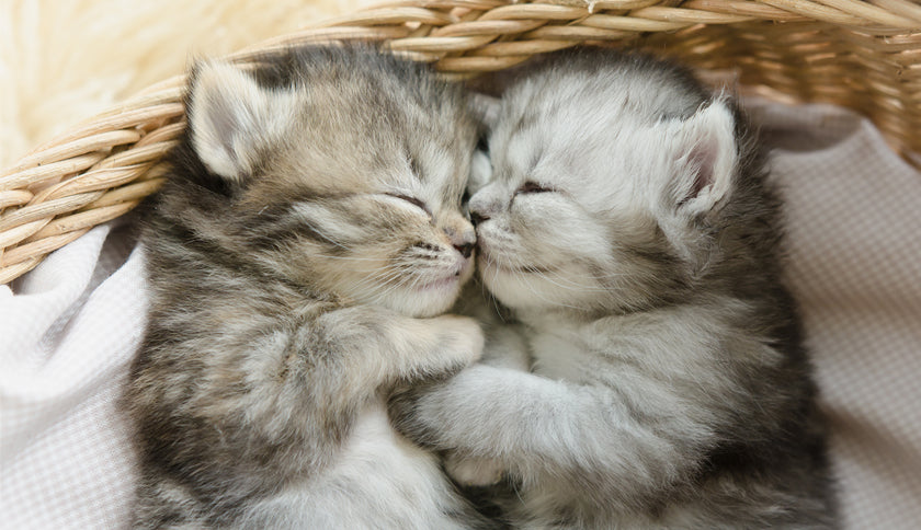 Por qué es importante una buena cama para tu gato