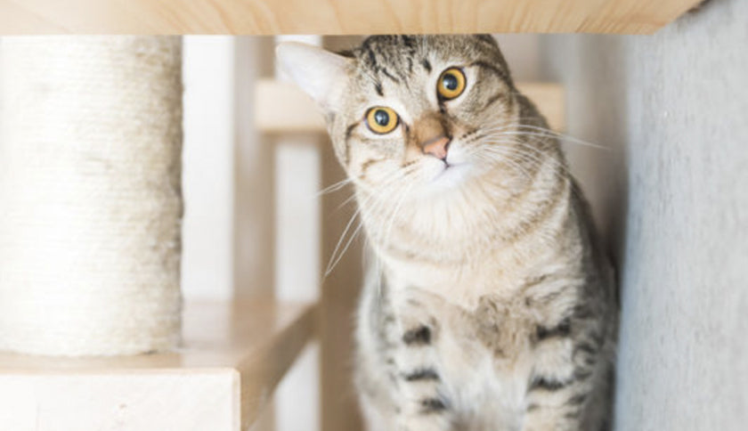 Catitecture: Arquitectura para ARISTOGATOS