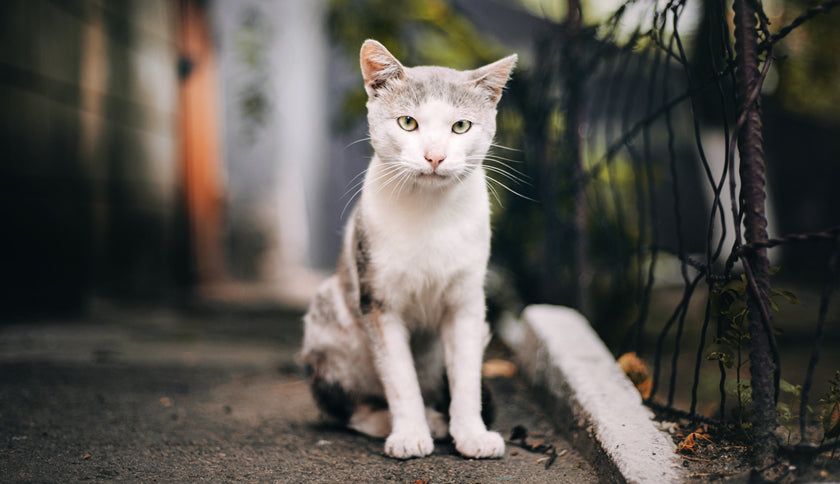 Dime cuántos gatos hay y te diré cómo ayudarlos