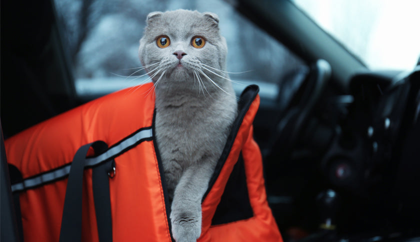 Cómo llevar a tu gato en coche