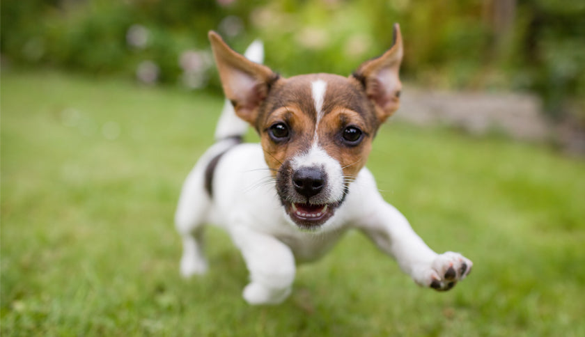 Beneficios de utilizar un comedero automático para perros