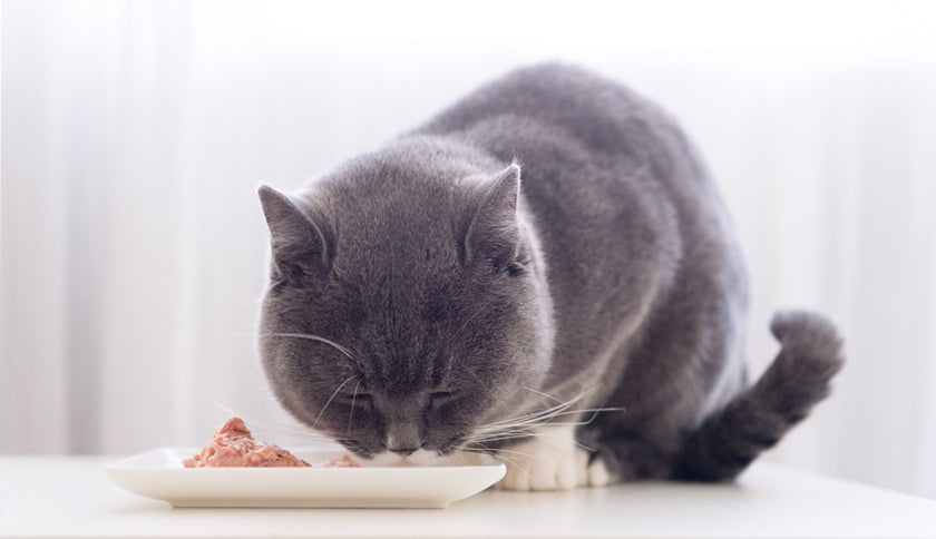¿Cuánta comida húmeda le doy a mi gato?