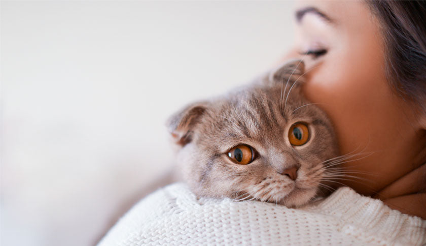 Cómo cuidar a un gato
