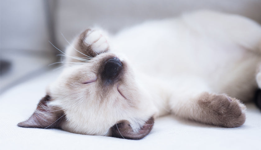 ¿Cómo enseñar a mi gato a dormir en su cama?