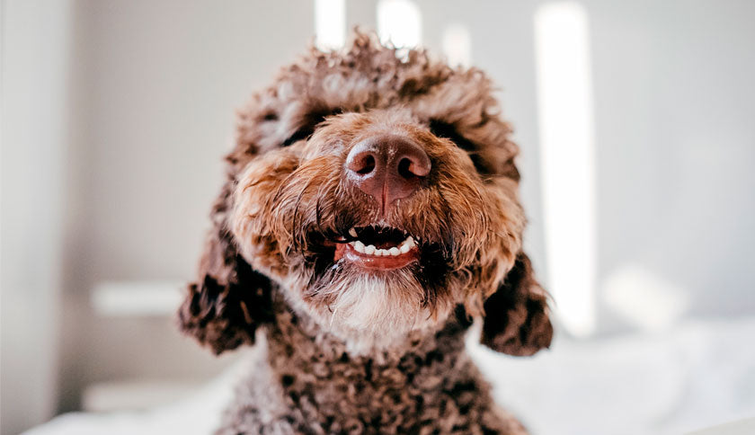 Mejores juguetes para perros
