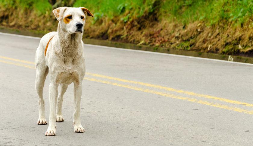 Luchando contra el abandono animal