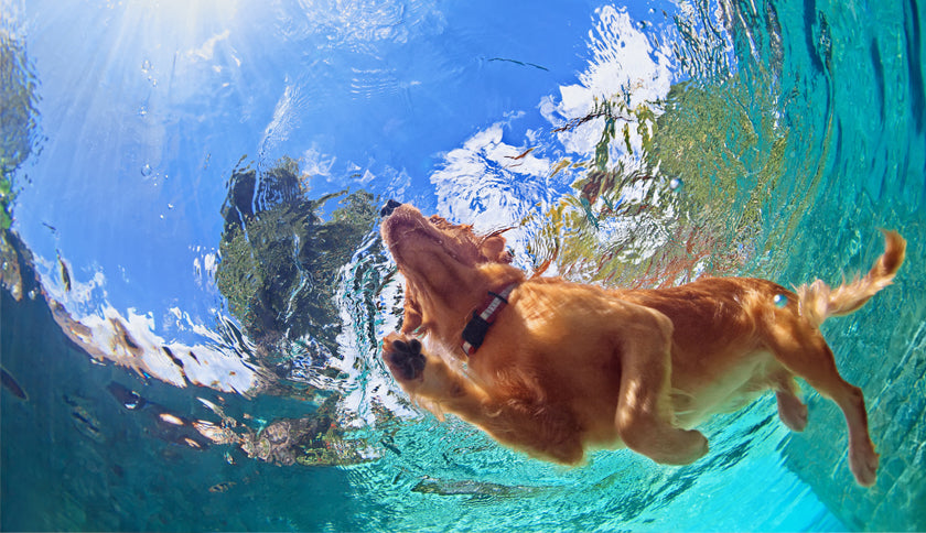 Piscinas para perros, el must del verano